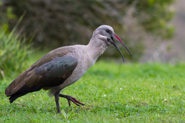 Hadada ibis, Kruger Park, South Africa
