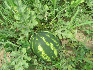 The growing water-melon in the field