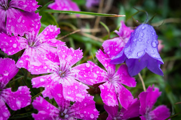 Fototapeta na wymiar Pink flowers (Dobrogean Pink) and purple flowers (Romanian Bellflower) in the Carpathian Mountains, Romania