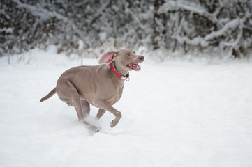 Running happy weimaraner