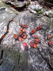 beetles,