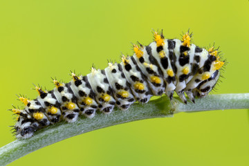 Swallowtail caterpillar 4 days old