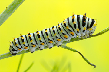 Swallowtail caterpillar 6 days old