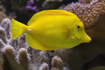 Yellow fish in marine aquarium