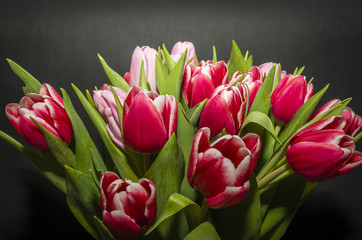 tulips
