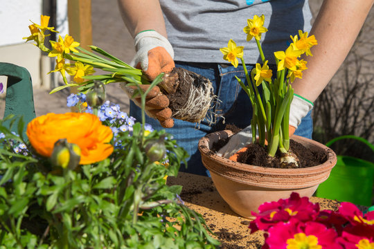 Fr&uuml;hling. Einpflanzen von Fr&uuml;hlingsblumen im Garten.