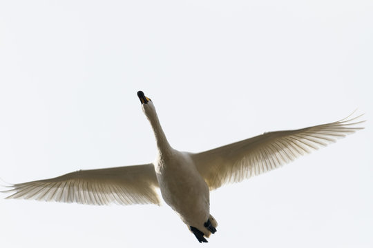 飛ぶ白鳥
