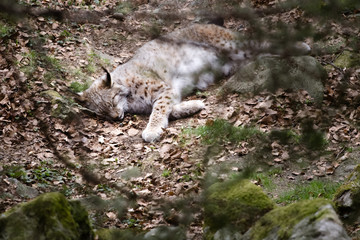 Schlafender Luchs