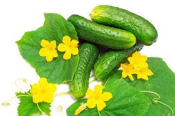 Cucumber with leaves and flowers