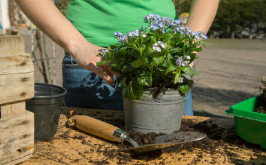 Vergissmeinnicht einpflanzen im Frühling. Garten als Hobby.