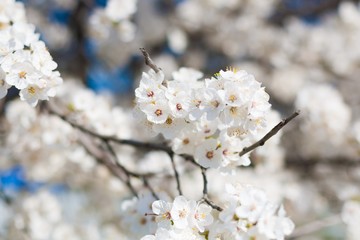 cherry tree flower