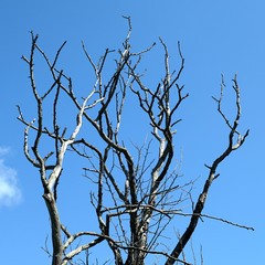 Bare branches against the blue sky