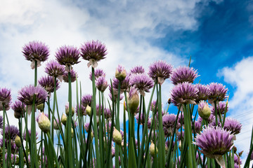 Allium flower on background of  blue sky