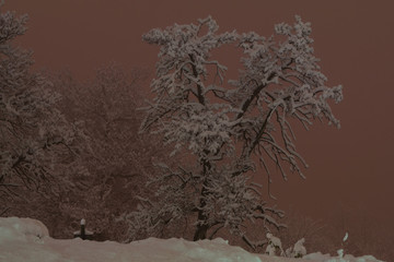Aberi tra la neve, montagne innevate, alberi in mezzo alla neve, nevicata, neve in notturna