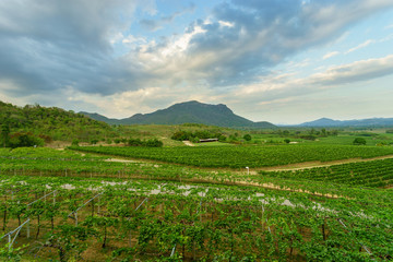 Fototapeta na wymiar Grape vine yard with mountain as the background