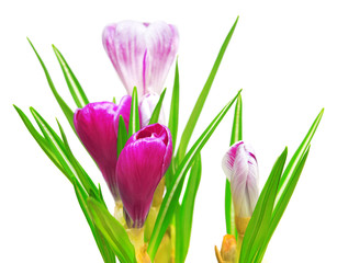 Beautiful spring crocus flowers