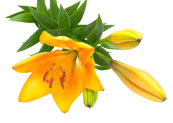 Yellow lily flower with buds