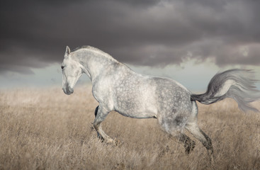 Fototapeta na wymiar Gray Lusitanian horse run