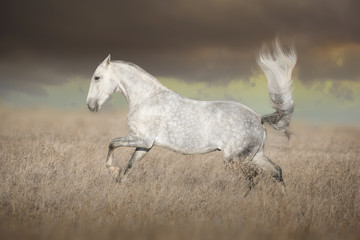 Obraz na płótnie Canvas Gray Lusitanian horse