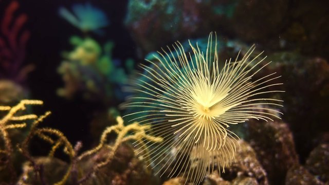4K, Colorful Fishes, Seahorses, Corals, Marine Life, Underwater World.