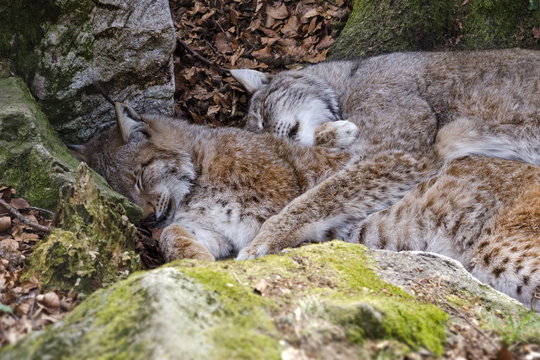 Schlafendes Luchsp&auml;rchen