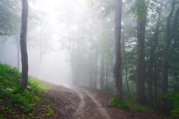 Obraz premium Forest day summer