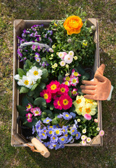 Gartenarbeit im Frühling. Farbenfrohe einjährige Blumen im Garten.