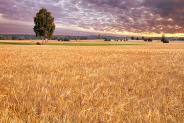Fototapeta premium Birch-tree on the wheat field. Masuria, Poland.