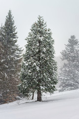 Obraz premium Beautiful winter forest while snow flurry