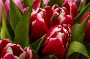 Fototapeta premium tulips