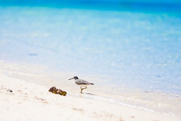 Sea bird tropics