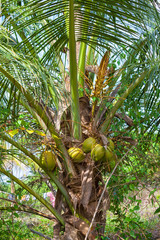 Palmen mit den Früchten der Königskokosnuss in der wilden grünen Natur der tropischen Insel Sri...