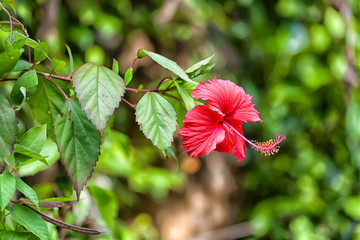 Eine rote Hibiskusblüte in der Wildnis von Sri Lanka im Indischen Ozean