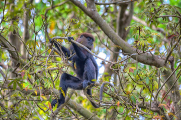 Ein Affe klettert in den Bäumen im Urlaubsort Unawattuna auf der tropischen Insel Sri Lanka im Indischen Ozean