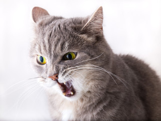Naklejka premium Gray angry cat with widely open mouth