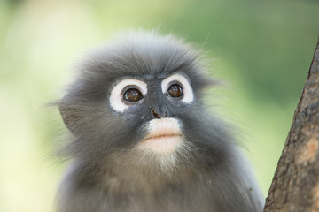 dusky leaf langur monkey up on a tree