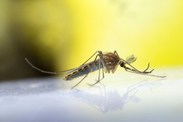 Common Mosquito