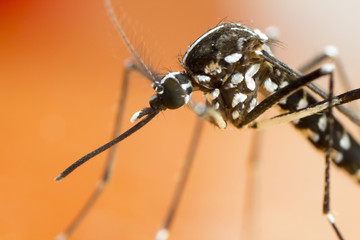 Asian Tiger Mosquito