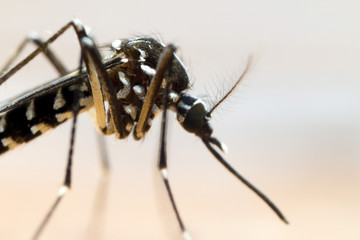 Asian Tiger Mosquito