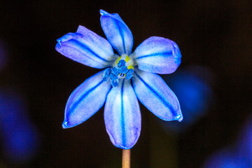Scilla bifolia wild flower