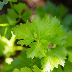 Green grass parsley in the garden close up