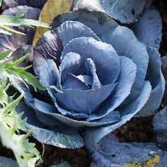 Fototapeta na wymiar young green bushes of cabbage closeup