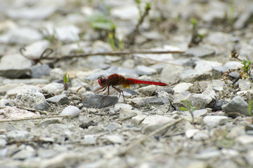 Dragonfly on the rocks
