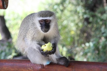 Vervet in Kruger National Park eating an apple, South Africa