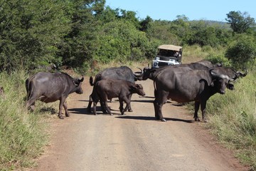 water buffaloes crossing the street Hluhluwe Imfolozi Park South Africa