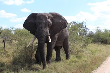 Fototapeta na wymiar Elephant Kruger Park South Africa
