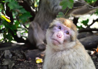 Portrait of a very cute but sad monkey with human like eyes.