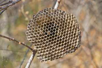 The hornet's nest (Honeycomb)