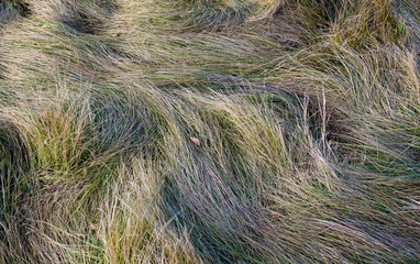 background withered and green grass closeup