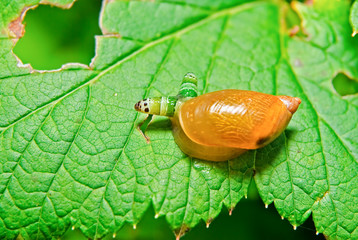 Snail Antara affected by parasite Leucochloridium paradoxical